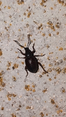 Otiorhynchus cribricollis