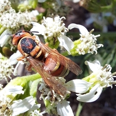 Euodynerus annulatus