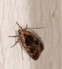 Agonopterix hypericella