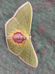 Nemoria astraea