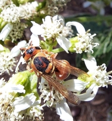 Euodynerus annulatus