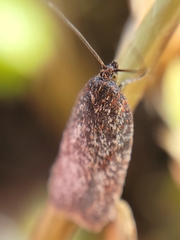 Chrysoesthia sexguttella