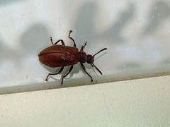 Lagria villosa