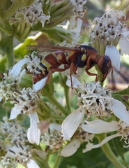 Euodynerus annulatus