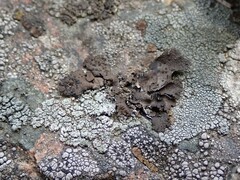 Rhizocarpon