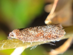 Chrysoesthia sexguttella