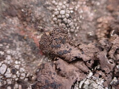 Umbilicaria