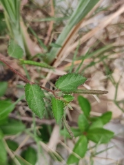 Corchoropsis crenata
