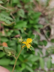 Corchoropsis crenata