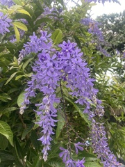 Petrea