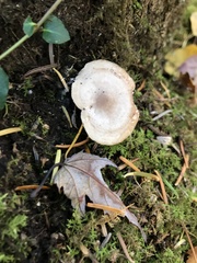 Russula fragilis