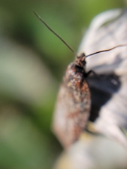 Chrysoesthia sexguttella