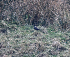 Turdus torquatus