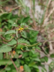 Corchoropsis crenata