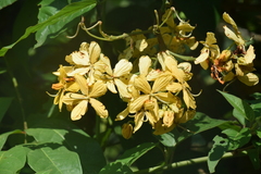 Senna hayesiana