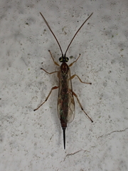 Tromatobia lineatoria
