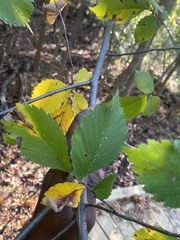 Ulmus