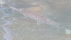 Lepisosteus platyrhincus