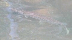 Lepisosteus platyrhincus
