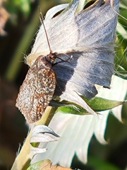 Chrysoesthia sexguttella