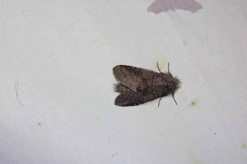 Variable Oakleaf Caterpillar Moth photo 3