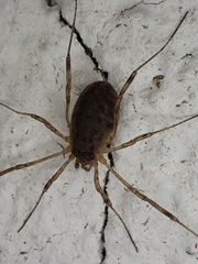 Oligolophus