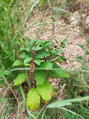 Phytolacca americana
