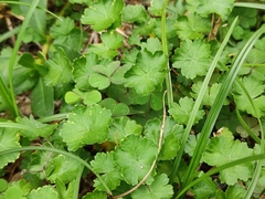 Hydrocotyle sibthorpioides