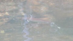 Lepisosteus platyrhincus