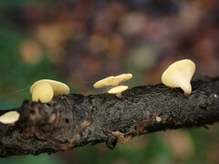 Hymenoscyphus serotinus