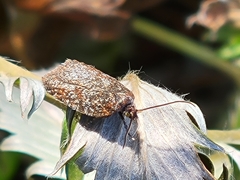 Chrysoesthia sexguttella