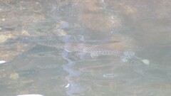 Lepisosteus platyrhincus