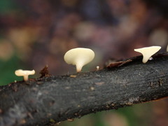 Hymenoscyphus serotinus