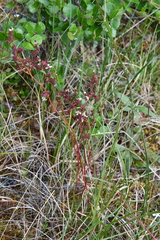 Micranthes foliolosa