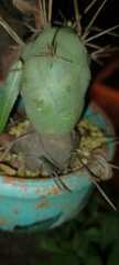 Trichocereus bridgesii