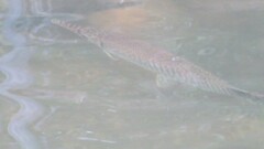 Lepisosteus platyrhincus