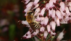 Colletes succinctus