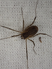 Oligolophus tridens