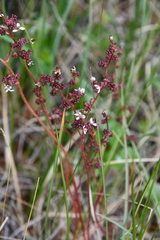 Micranthes foliolosa