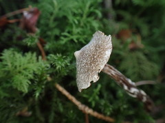Cortinarius flexipes