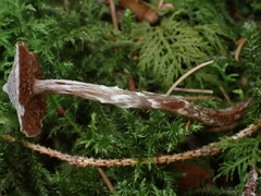 Cortinarius flexipes