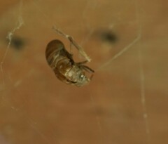 Cicadoidea