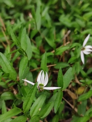 Lobelia chinensis