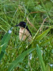 Donacobius atricapilla