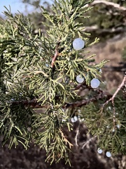 Juniperus occidentalis