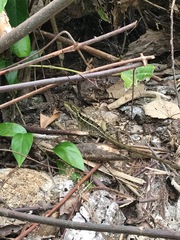 Basiliscus basiliscus