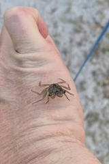 Aratus pisonii