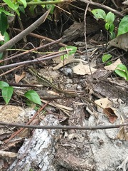 Basiliscus basiliscus