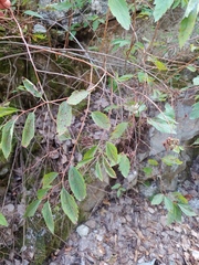 Spiraea chamaedryfolia