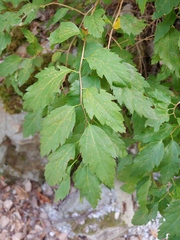 Spiraea chamaedryfolia